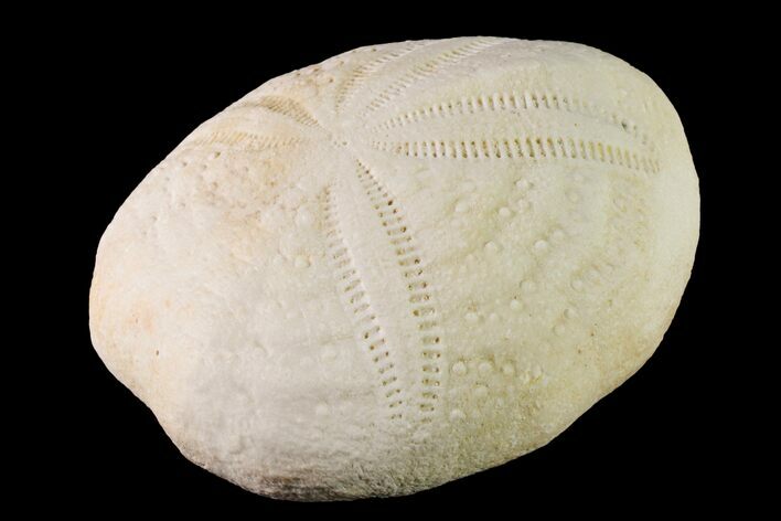Fossil Sea Urchin (Eupatagus) - Florida #161267